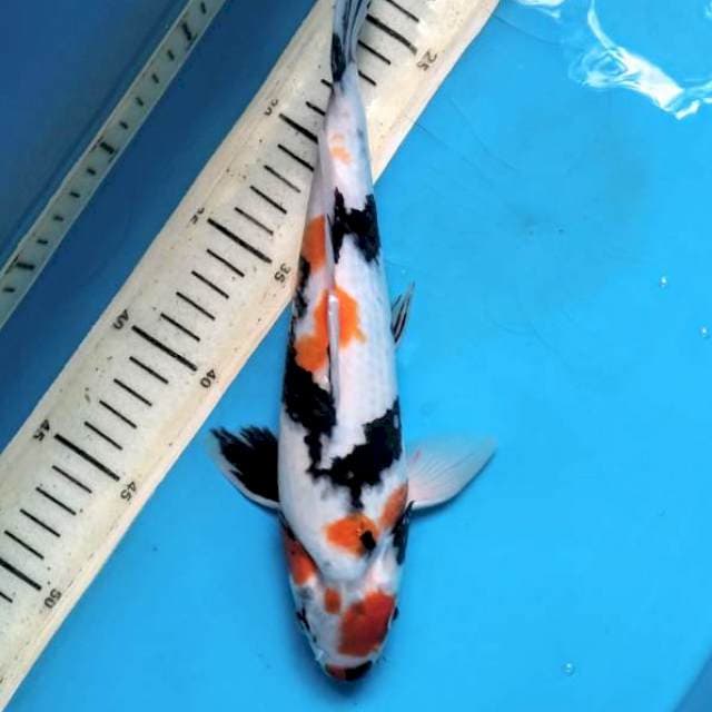 Kindai Punggung cekung 27cm