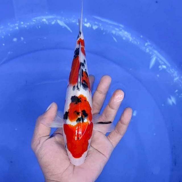 1. Sanke Original || 25 cm