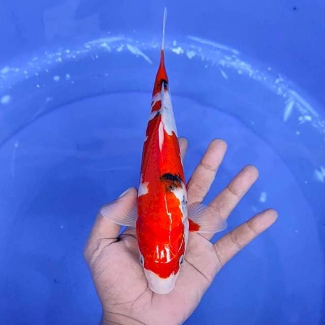 2. Sanke || 26 cm