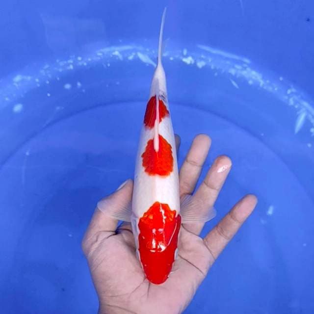 3. Sanke 3 Step || 26 cm