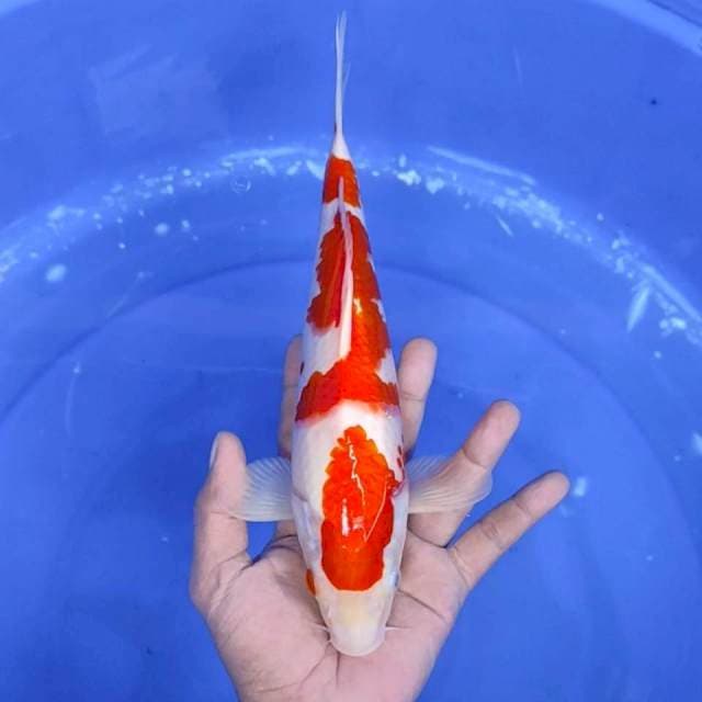 4. Kohaku Mantap || 30 cm