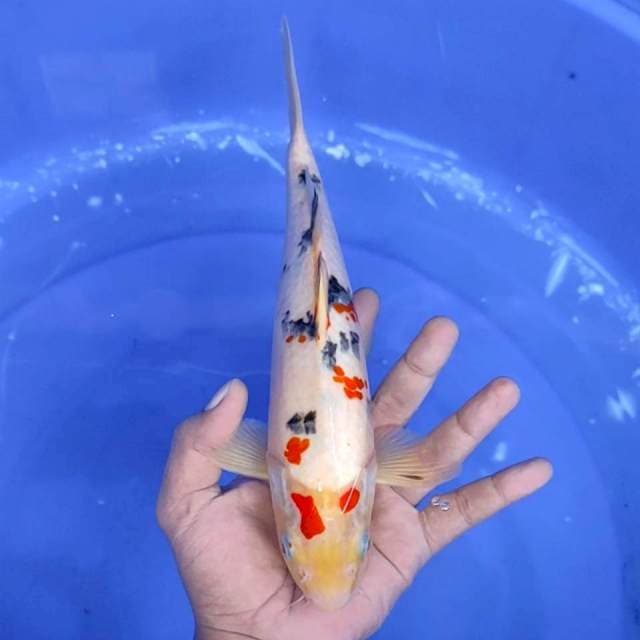 5. Sanke Sakura || 28 cm