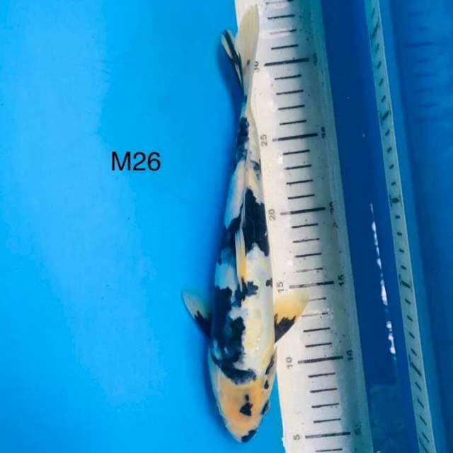 Shiro doit aragoke MALE ,26CM