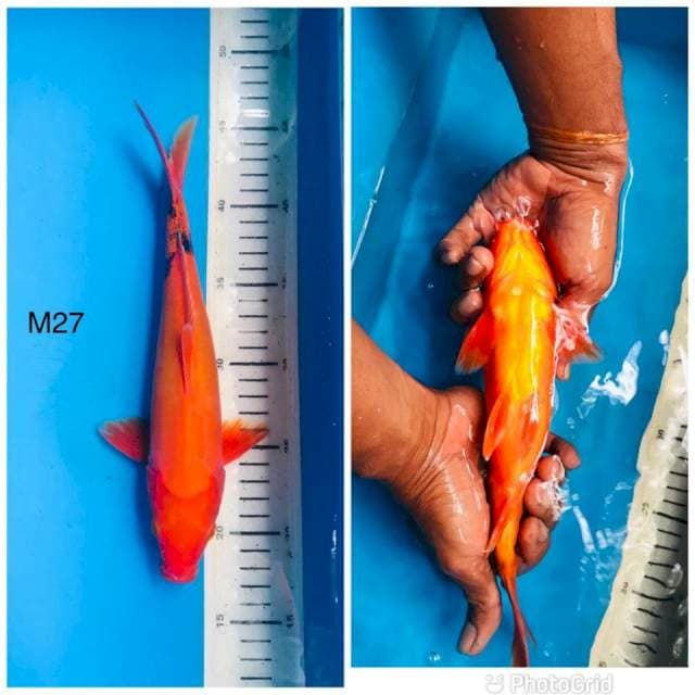 Aka hajiro full doit ,27cm