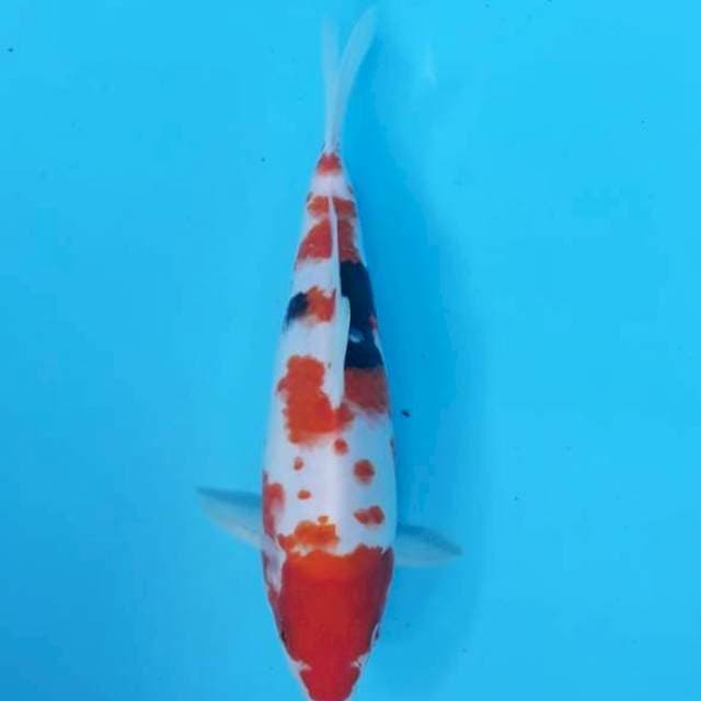 Taisho Sanshoku 26cm