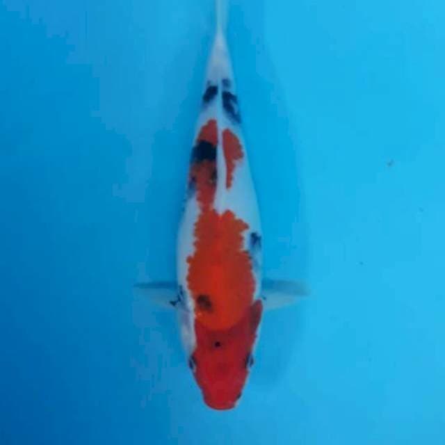 Showa Sanshoku 27cm