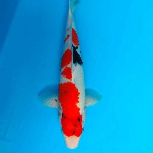 Showa 34cm