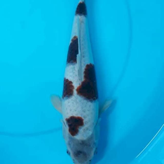 Goromo 31cm