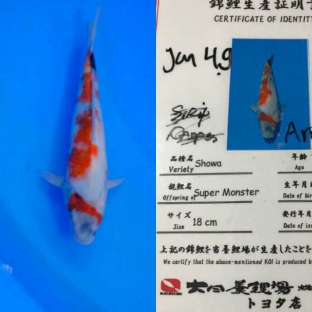 Showa 30cm Dainichi Farm certy