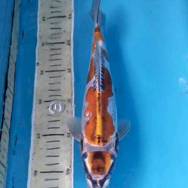 Kikokuryu 30cm Male