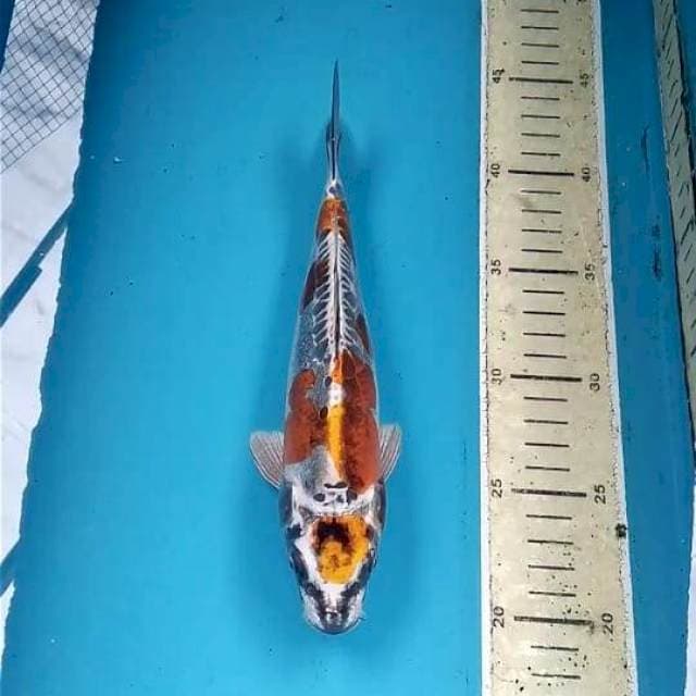Kikokuryu 25cm Male