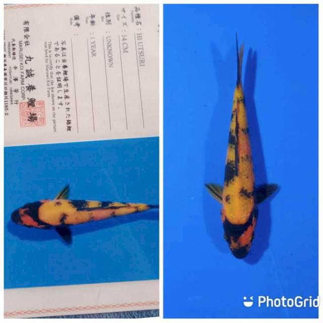 Hi utsuri new tosai marusei