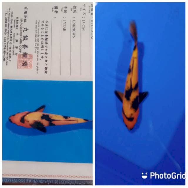 Hi utsuri new tosai marusei