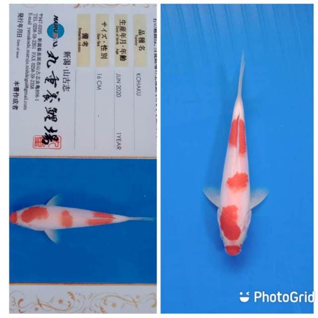 Kohaku marujyu tosai