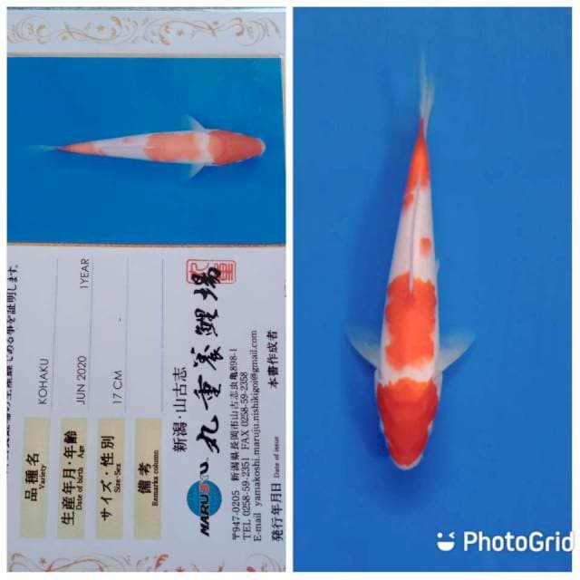 Kohaku marujyu new tosai