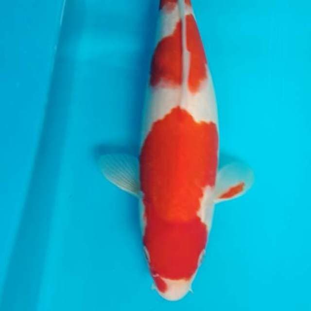 Kohaku