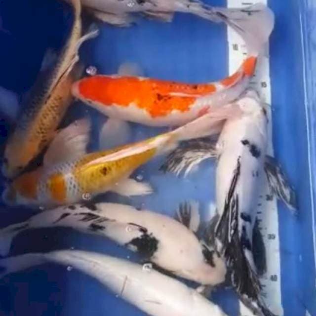 Sk mix