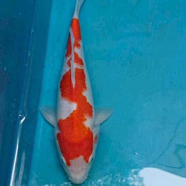 Original Inazuma Kohaku 25cm