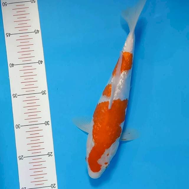 Kohaku gindrin 30cm cakepp