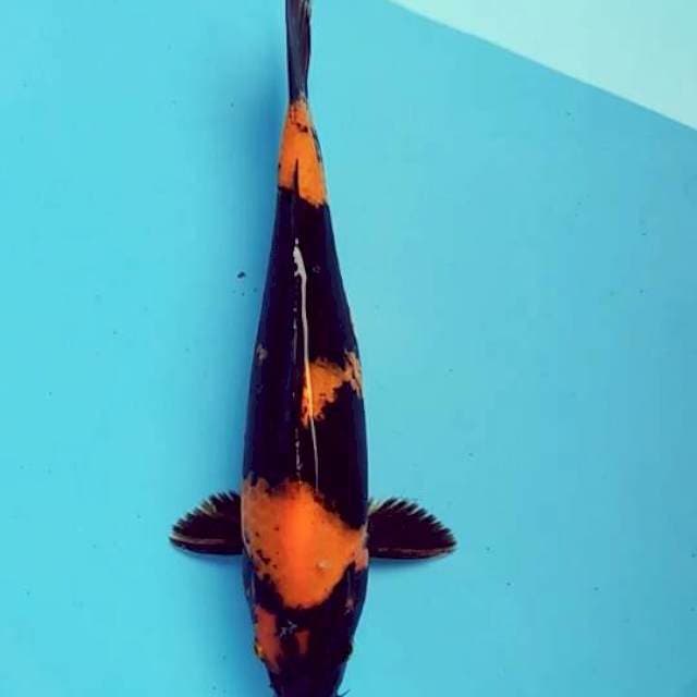 Utsuri 28cm