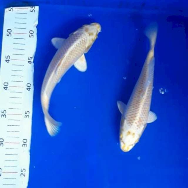 Yamabuki Ogon 24-25cm