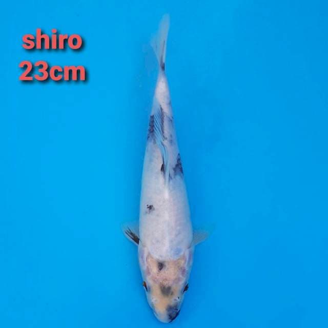shiro utsuri 23cm