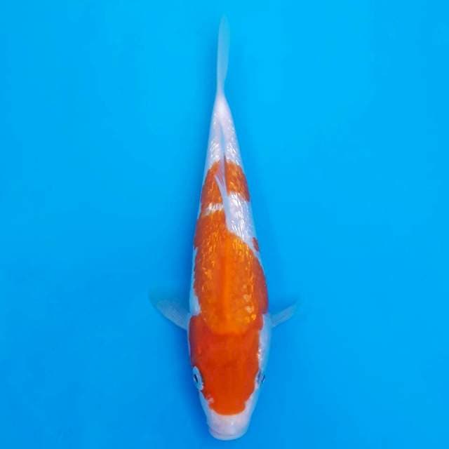 dainichi ginrin 23cm non serti