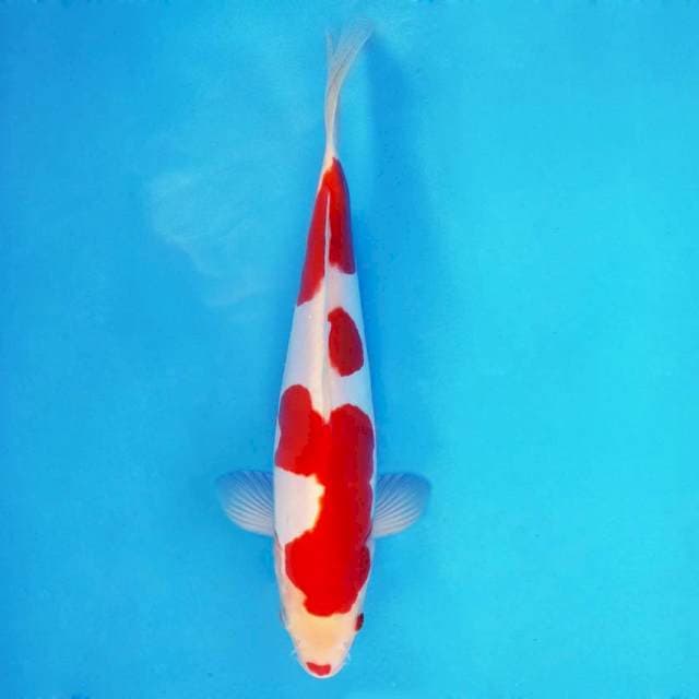 FURY 9 - Kohaku Doitsu ®