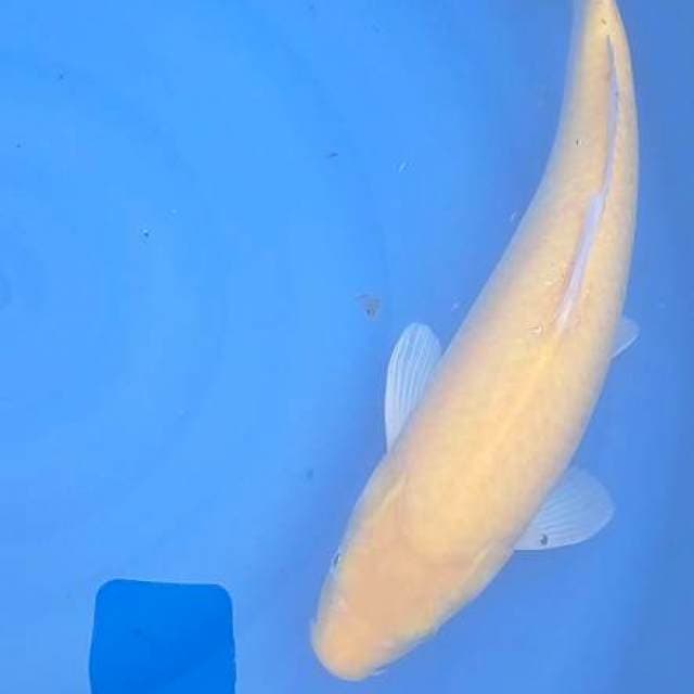 Karashi jumbo 40 cm