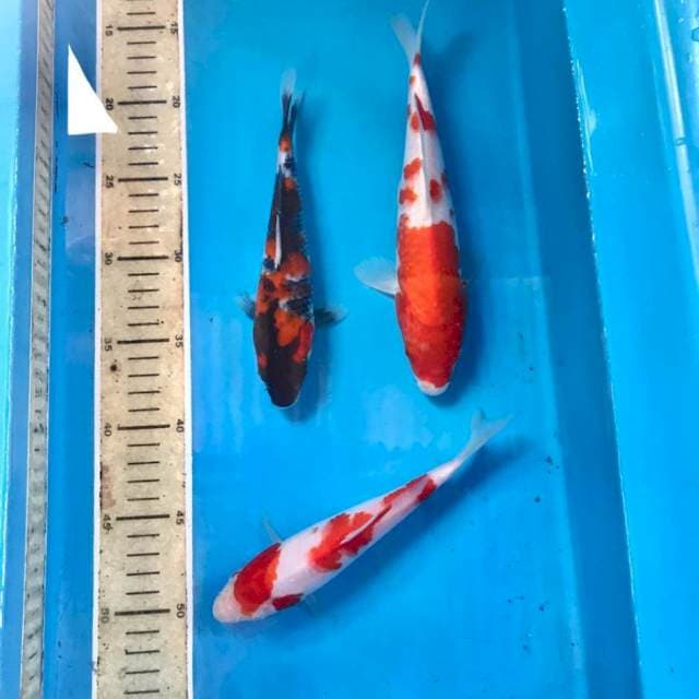 Mix Showa Kohaku