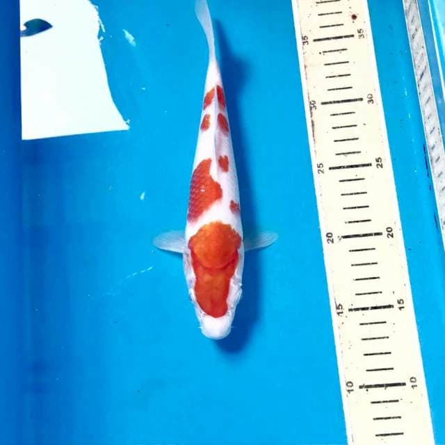 Kohaku, 24 cm