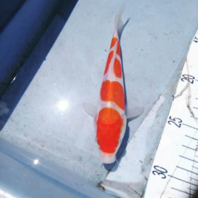 Yondan kohaku doitsu Sq