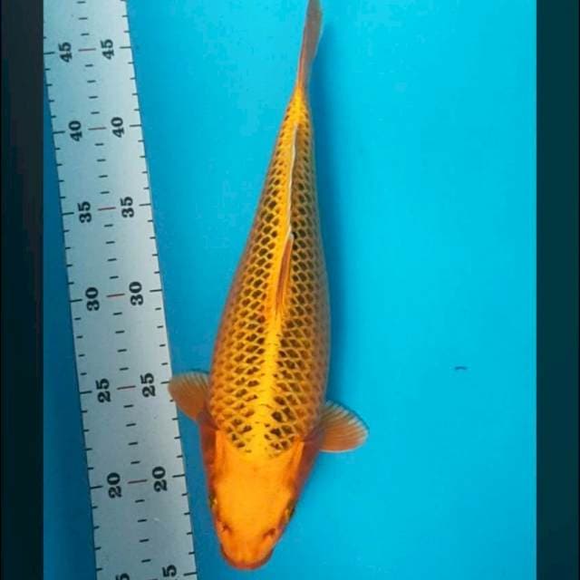 Matsuba Bulky 30cm