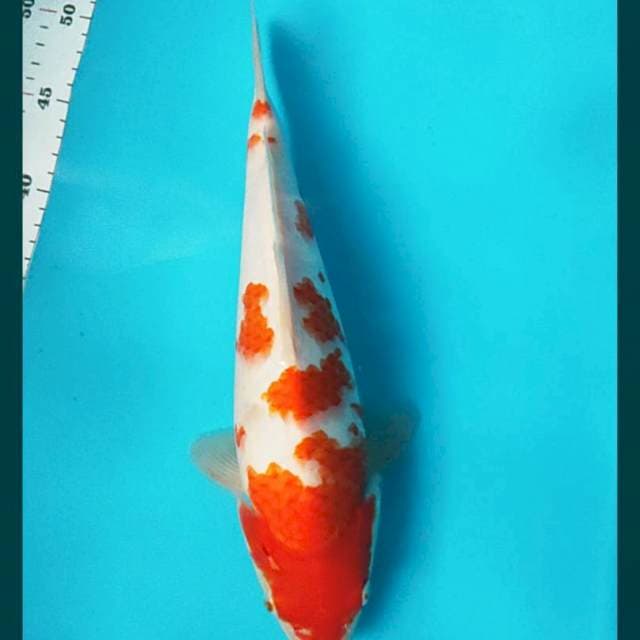 Kohaku, 31cm