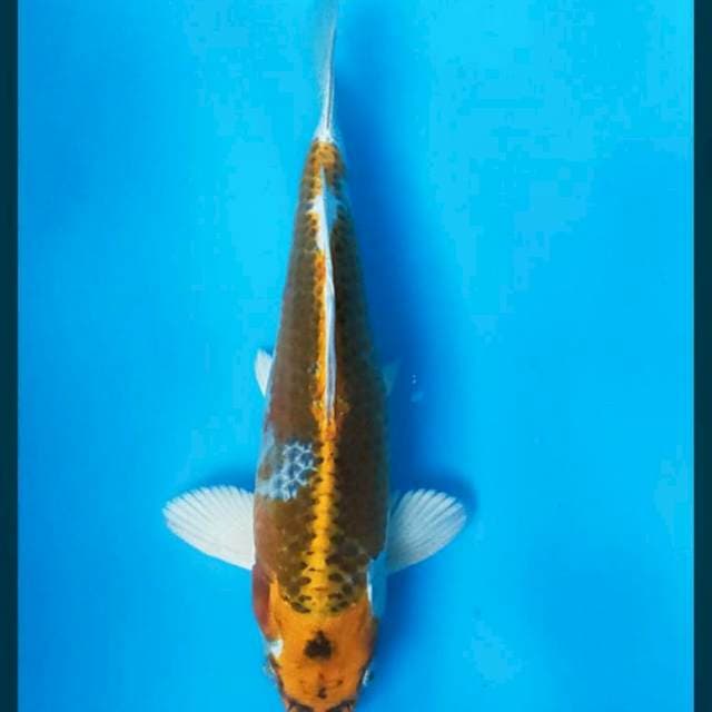 Kujaku 28cm