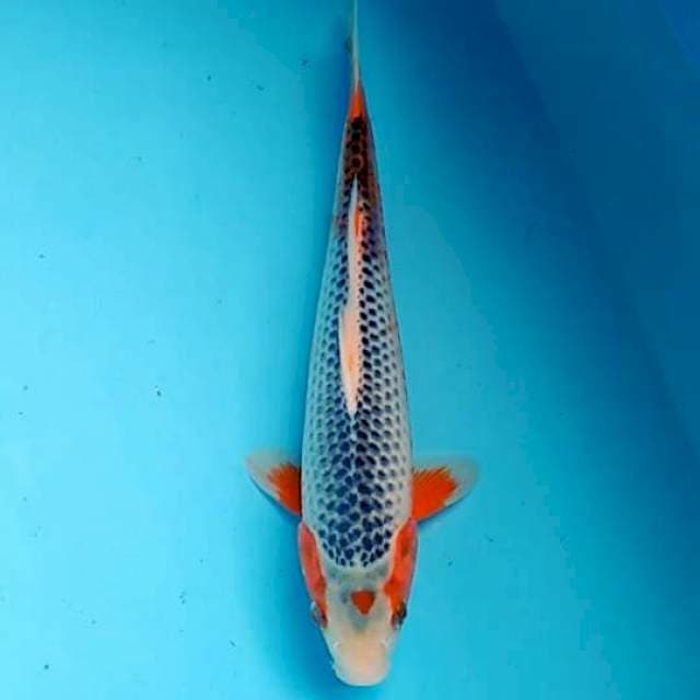 Asagi29cm