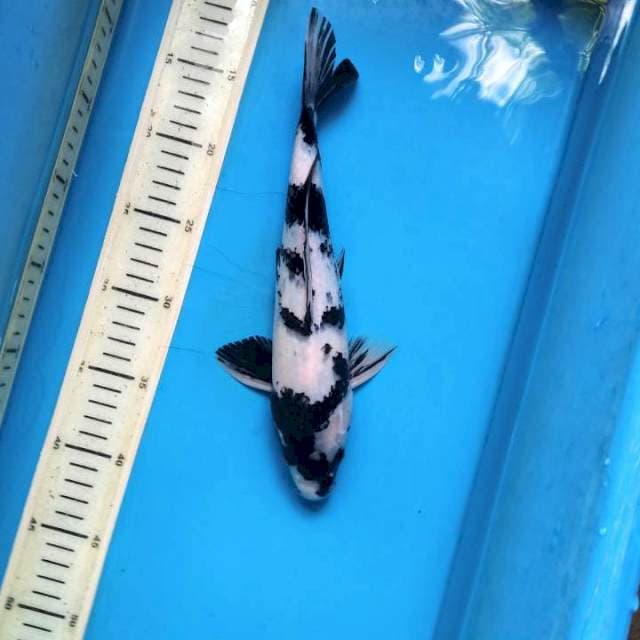 Shiro Utsuri 28cm Male