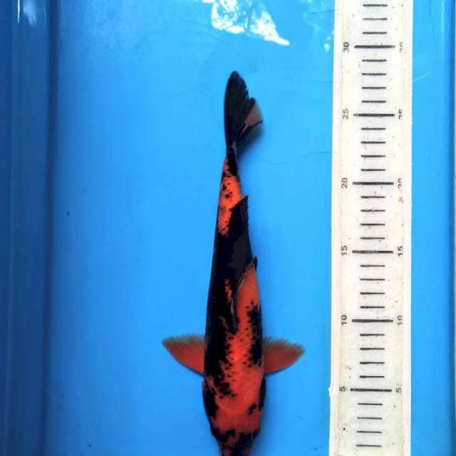 Hiu sirip merah 26cm