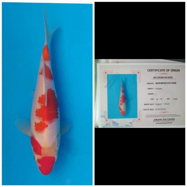 Maruboshi Kohaku