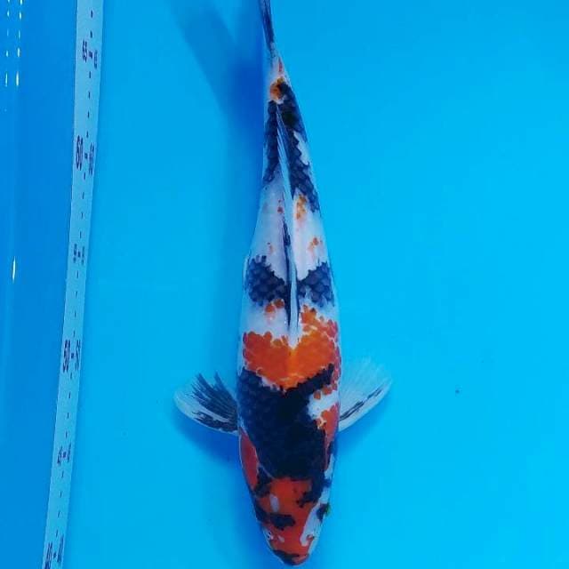 SHOWA 31cm