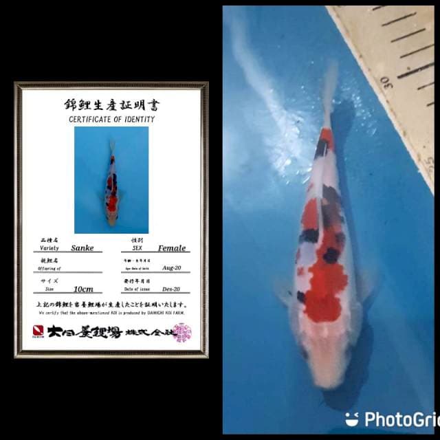 No 3 sanke solid colour dainichi 20bu