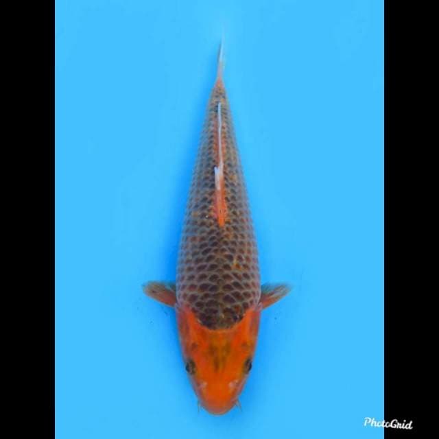 Matsuba Ring Padat , 32cm