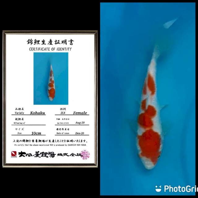 No 4 super kohaku 3step dainichi