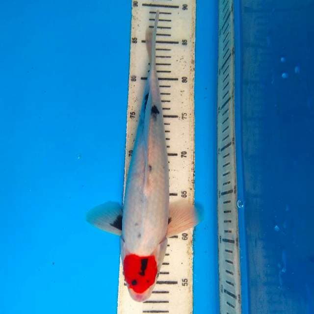 Tancho showa 24cm