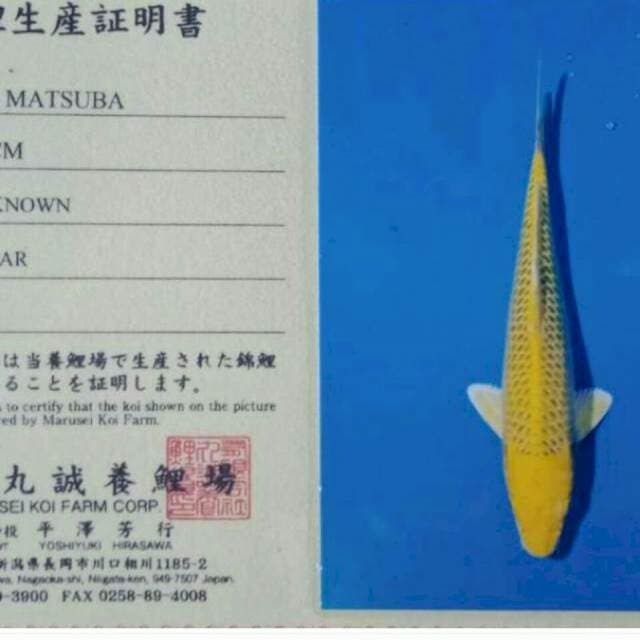 Kin Matsuba impor