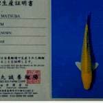 Kin Matsuba impor 