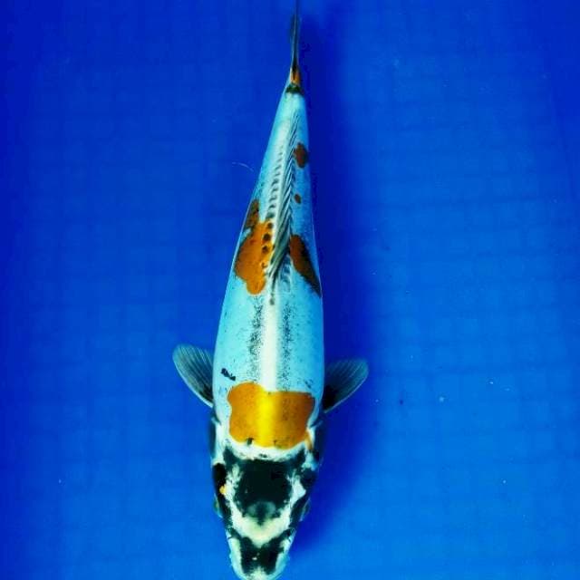 Kin kikokuryu 32cm