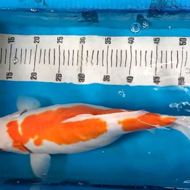 Kohaku doitsu murni (siap pijah)
