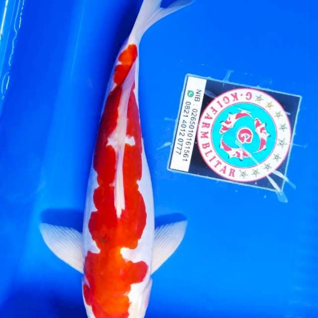 Kohaku doit bergincu