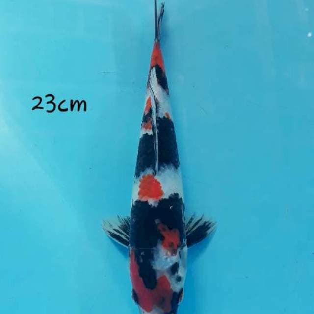 Kindai male 